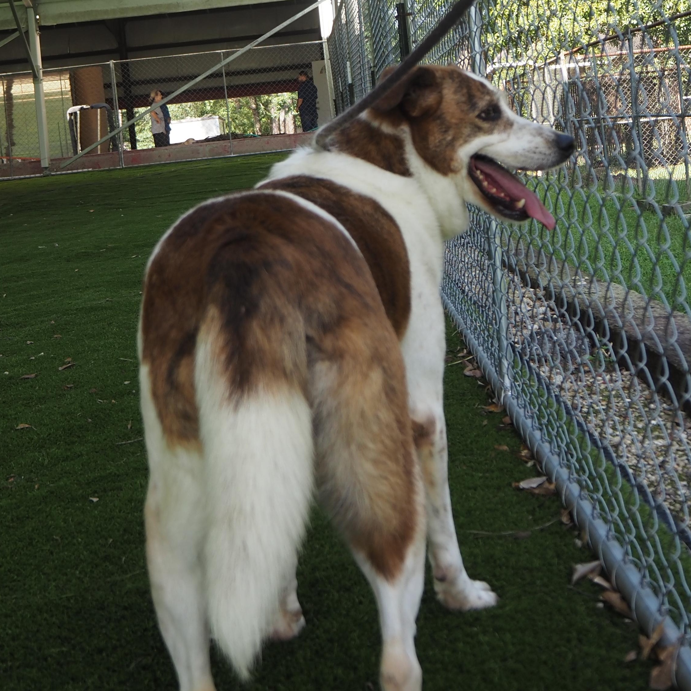 Enlarge Rosie, a Adoptable mixed breed in Burns Harbor, IN image 5/5