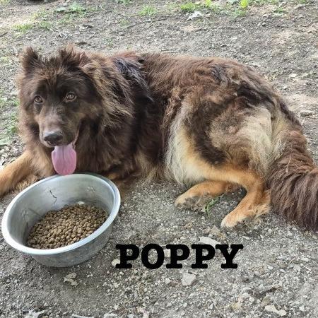 Koda 5/09/2026 (Poppy), Adoptable, Adult Female German Shepherd Dog.