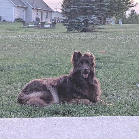 Enlarge Koda 5/09/2026 (Poppy), a Adoptable German Shepherd Dog in Van Horne, IA image 2/6