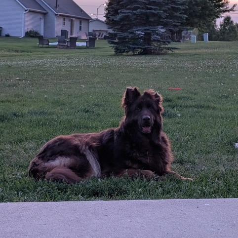 Koda 5/09/2026 (Poppy), a Adoptable German Shepherd Dog in Van Horne, IA image 2/2
