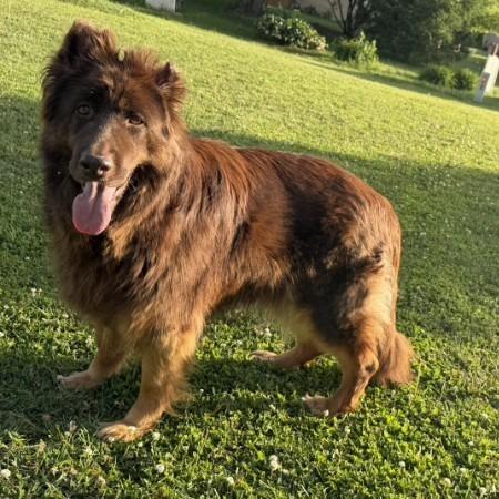 Enlarge Koda 5/09/2026 (Poppy), a Adoptable German Shepherd Dog in Van Horne, IA image 3/6