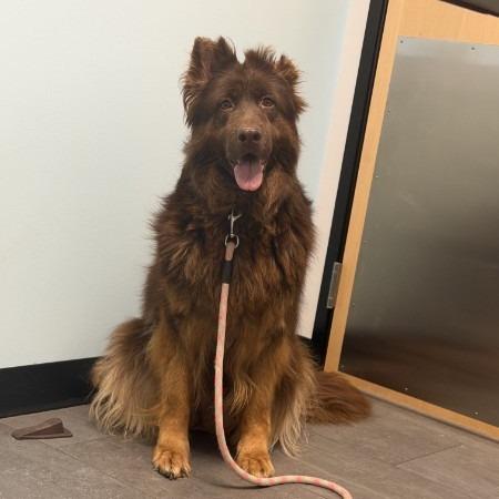 Enlarge Koda 5/09/2026 (Poppy), a Adoptable German Shepherd Dog in Van Horne, IA image 4/6