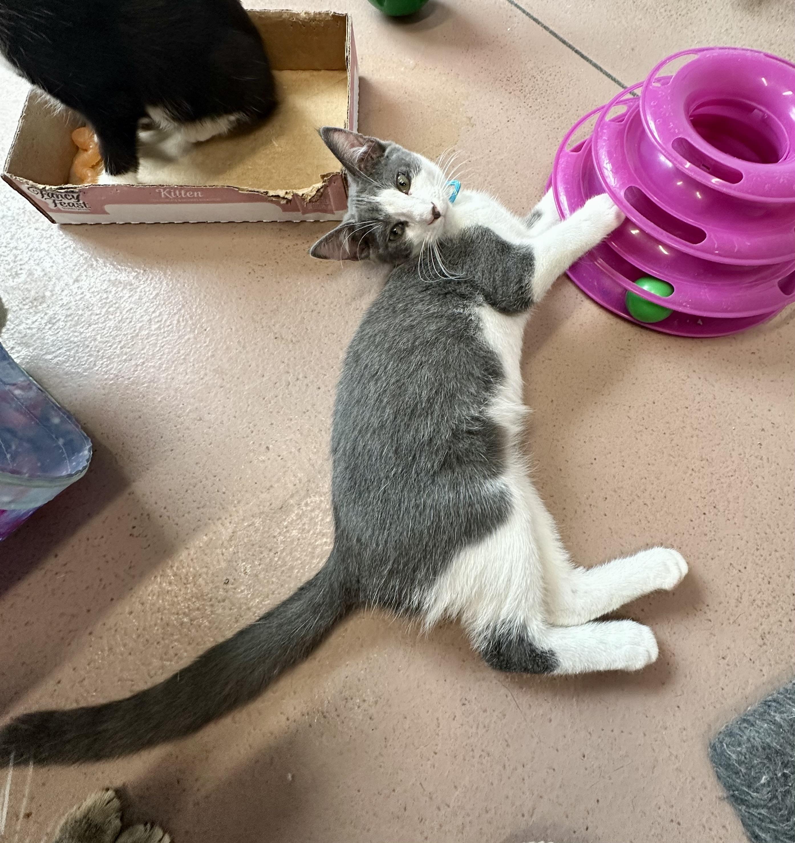 Enlarge Charlie, a Adoptable Domestic Short Hair in Prince Frederick, MD image 3/5