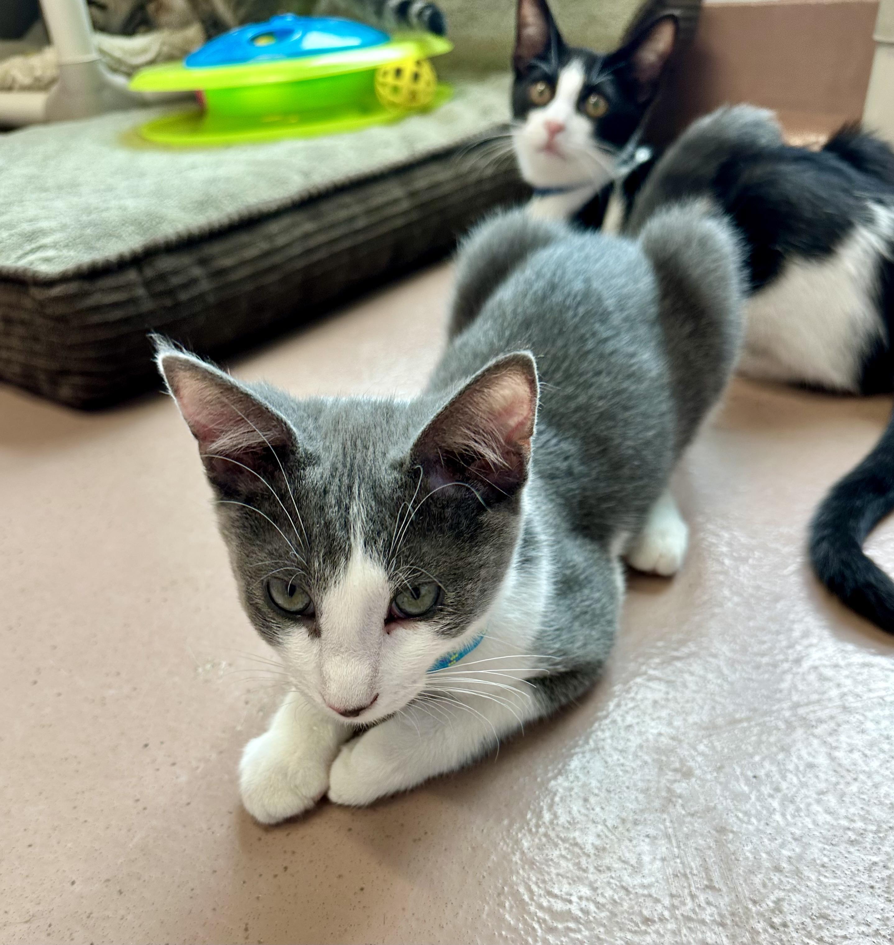 Enlarge Charlie, a Adoptable Domestic Short Hair in Prince Frederick, MD image 2/5