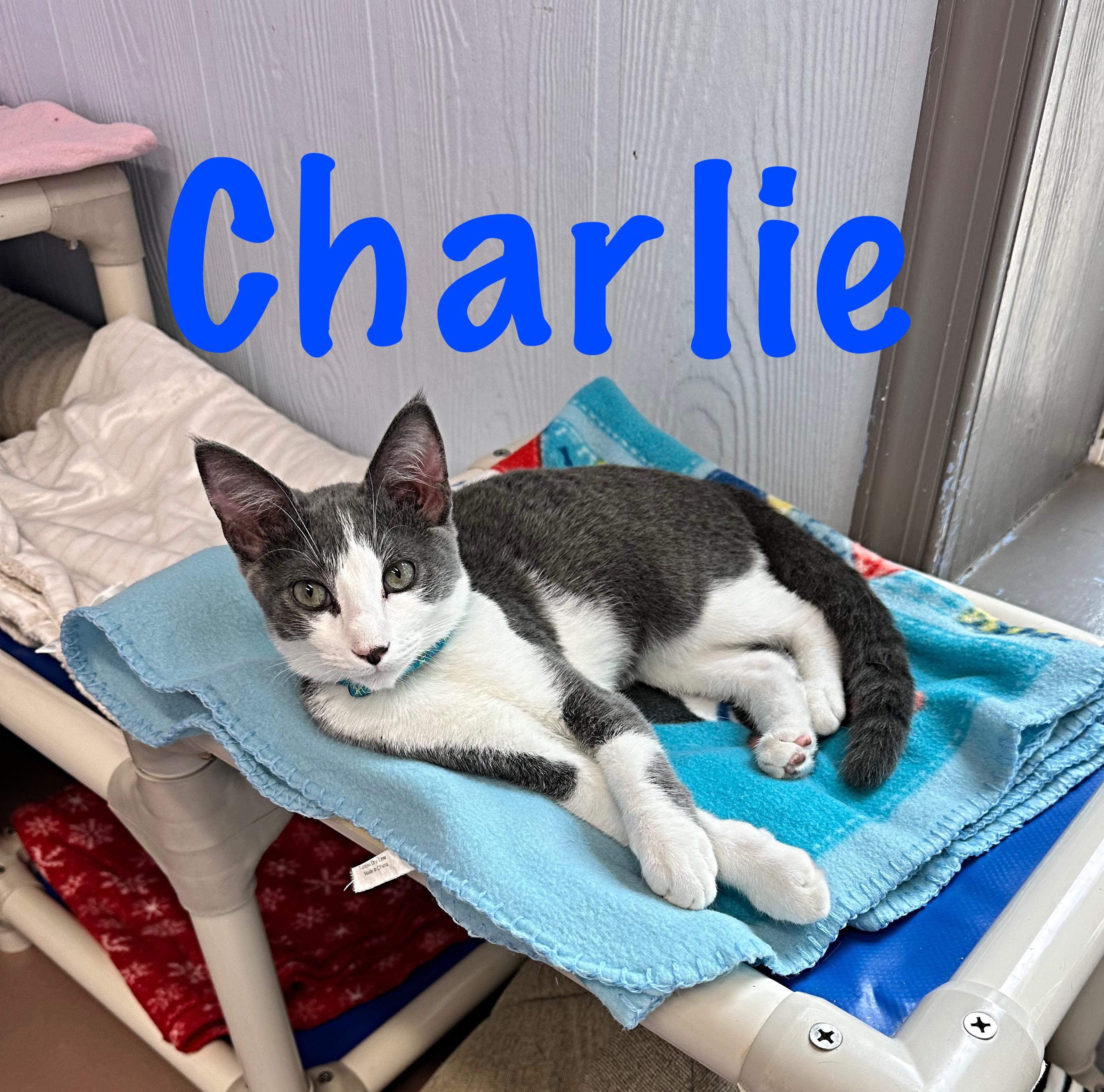 Enlarge Charlie, a Adoptable Domestic Short Hair in Prince Frederick, MD image 1/5
