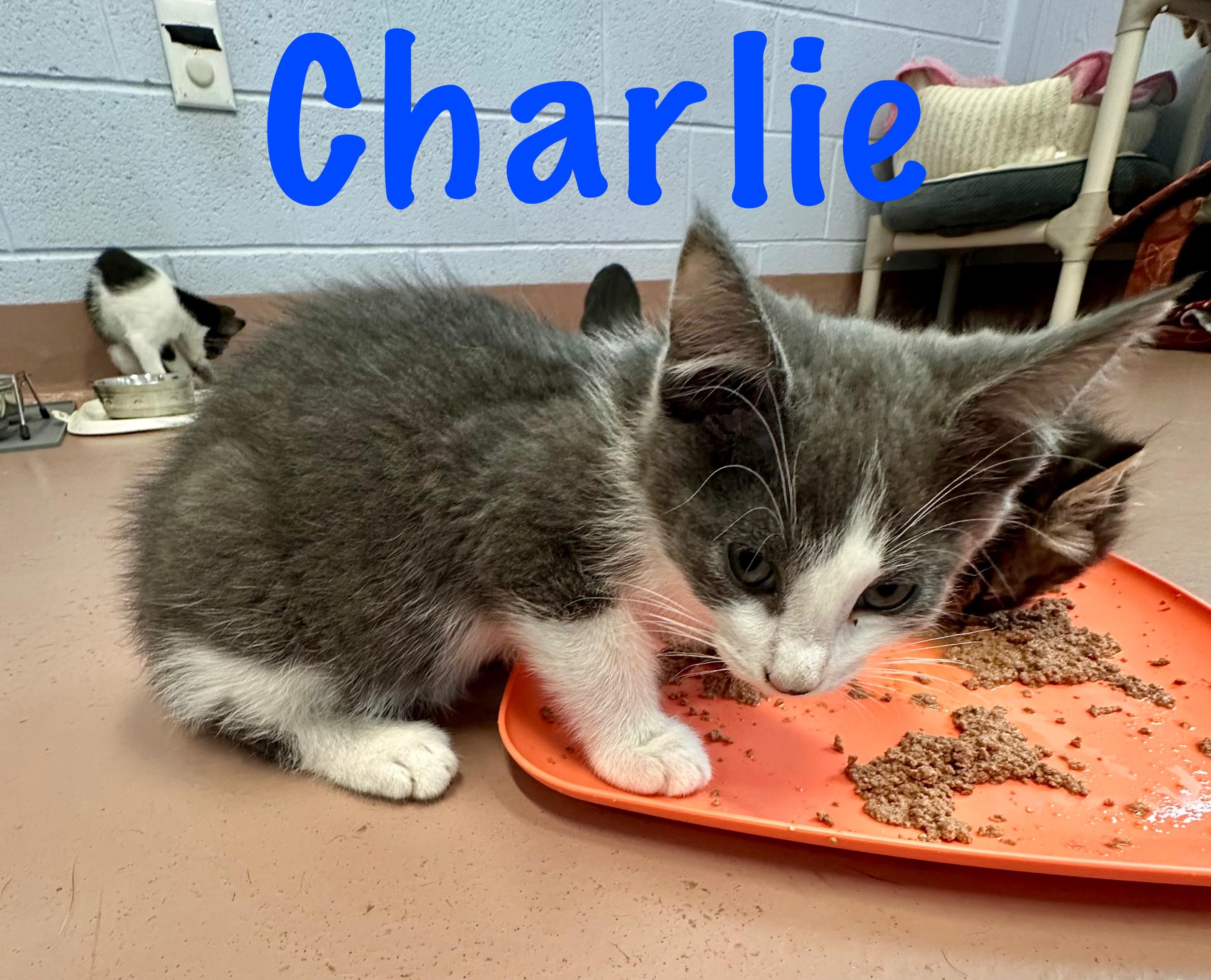 Enlarge Charlie, a Adoptable Domestic Short Hair in Prince Frederick, MD image 5/5