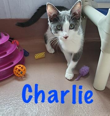 Enlarge Charlie, a Adoptable Domestic Short Hair in Prince Frederick, MD image 4/5