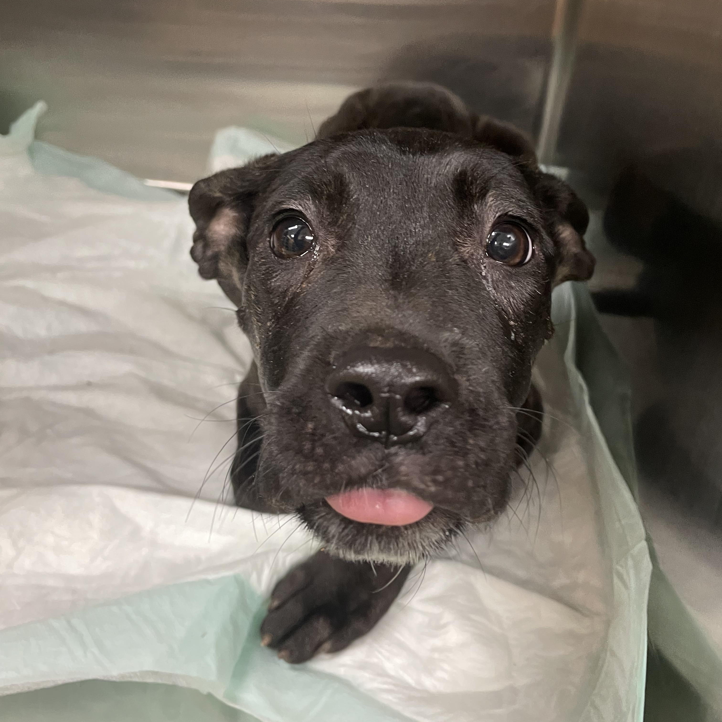 Enlarge Coraline, a Adoptable mixed breed in Mokena, IL image 4/6