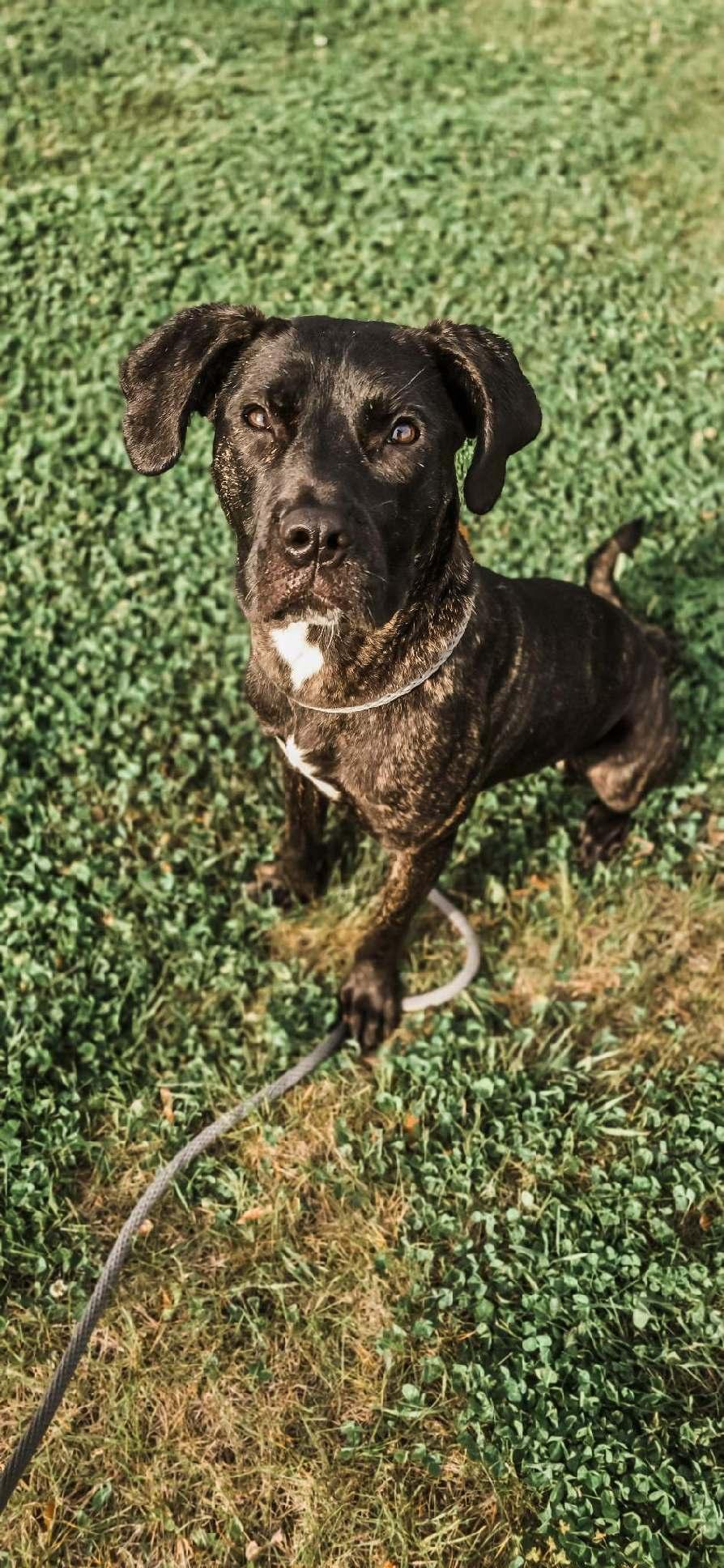 Enlarge Coraline, a Adoptable mixed breed in Mokena, IL image 2/6