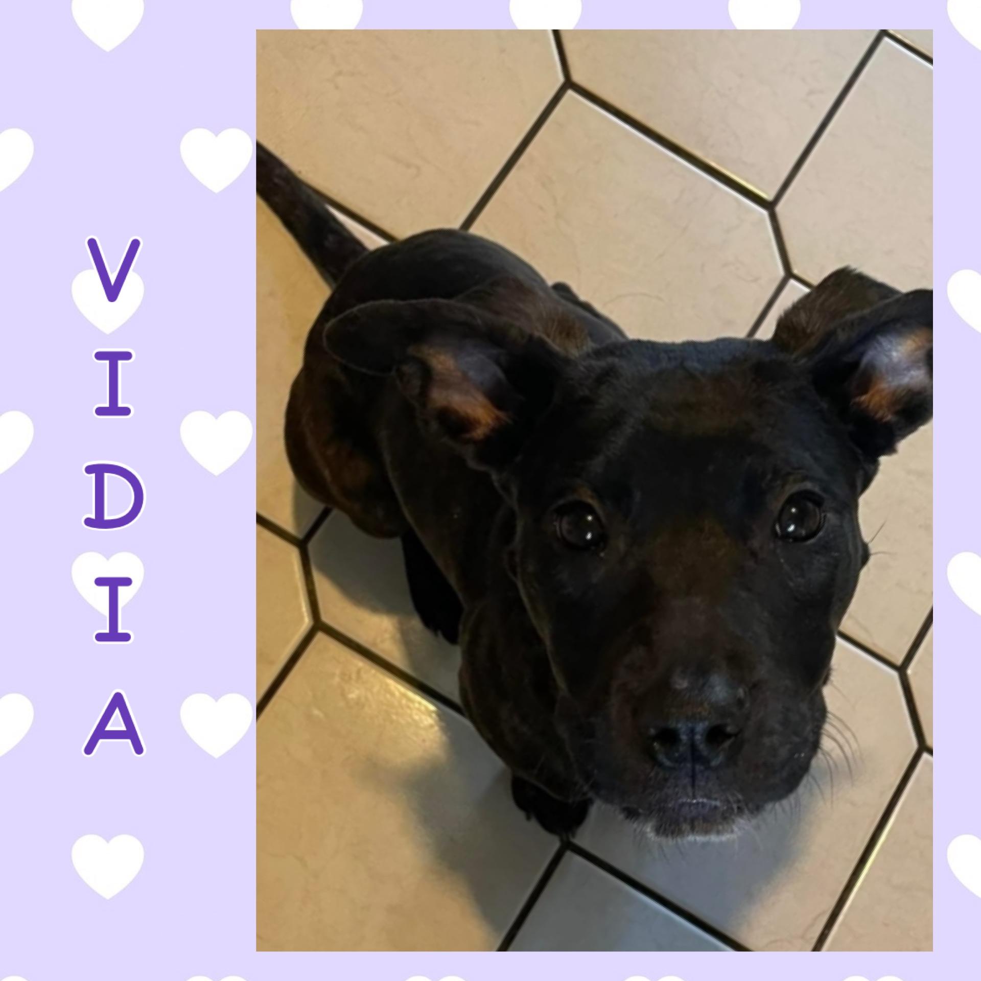 Enlarge Coraline, a Adoptable mixed breed in Mokena, IL image 6/6