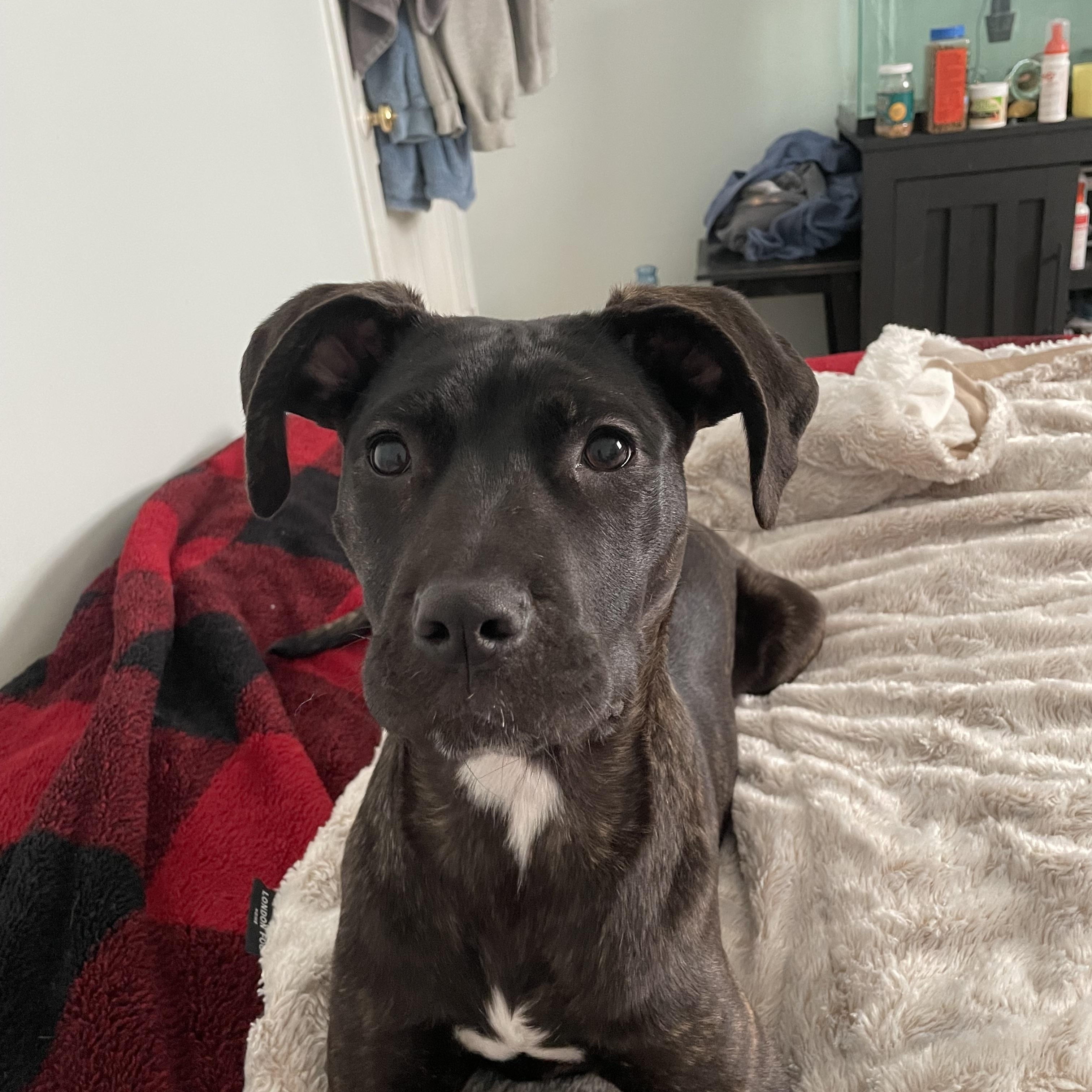 Enlarge Coraline, a Adoptable mixed breed in Mokena, IL image 3/6