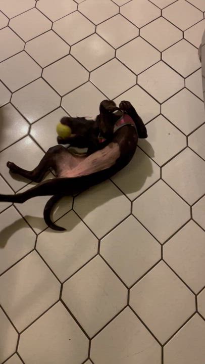 Enlarge Coraline, a Adoptable mixed breed in Mokena, IL video 5/6
