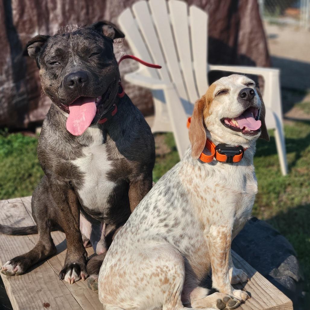 Morgan, Adoptable, Adult Male Mixed Breed.