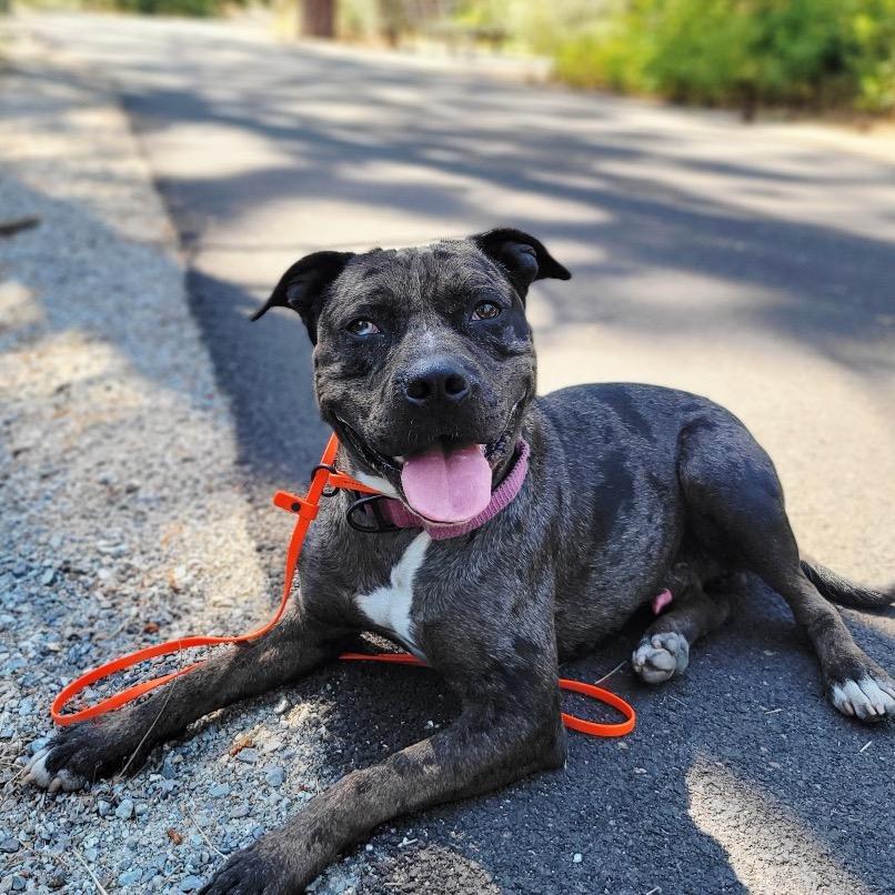 Enlarge Morgan, a Adoptable Mixed Breed in Spokane, WA image 2/2