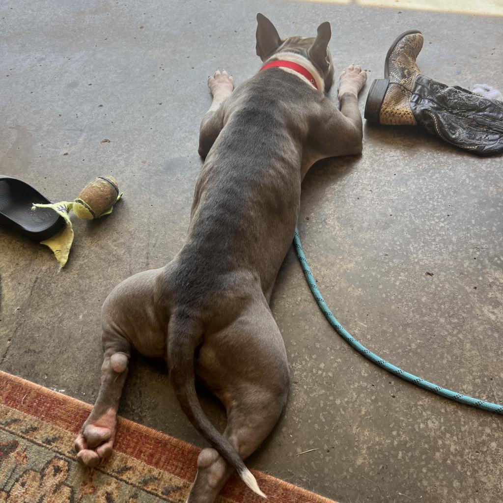 Lady Jane, Adoptable, Adult Female Pit Bull Terrier.