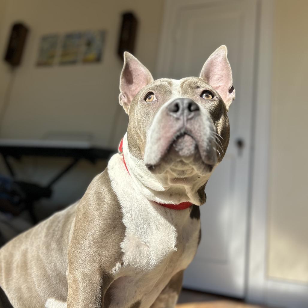 Enlarge Lady Jane, a Adoptable Pit Bull Terrier in Glenwood Springs, CO image 5/6