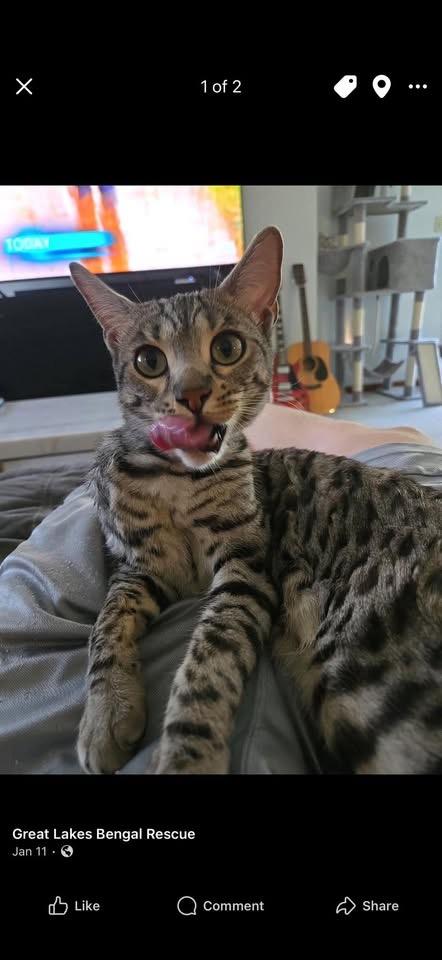 Zeus and Stormy , ADOPTABLE, Young Male Bengal.