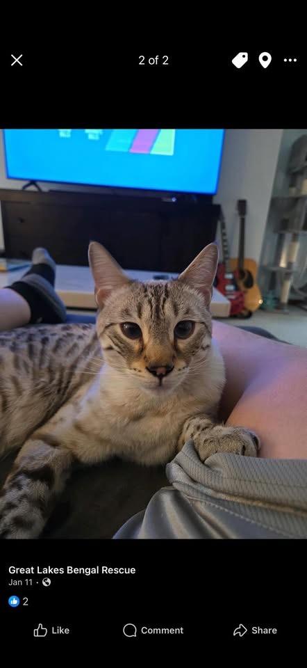 Zeus and Stormy , a ADOPTABLE Bengal in Chicago, IL image 2/2