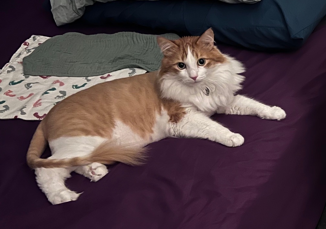 Milo photo 1