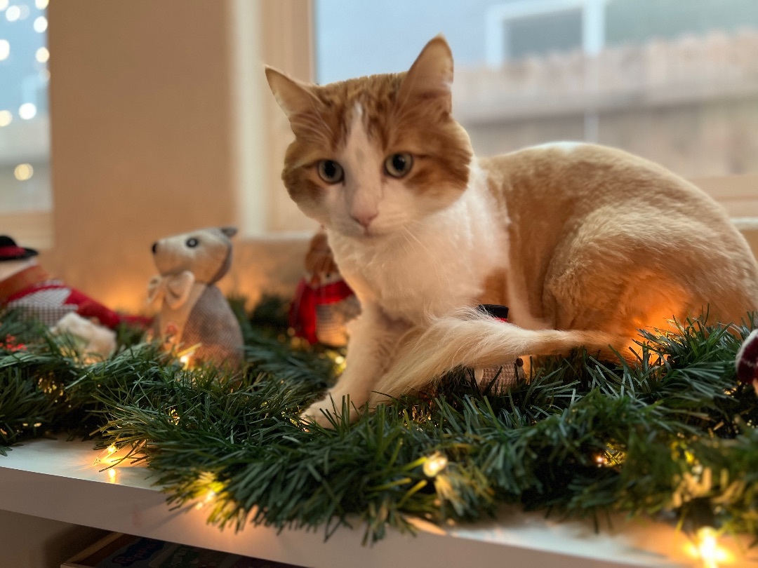 Enlarge Milo, a Adoptable mixed breed in Sacramento, CA image 2/5