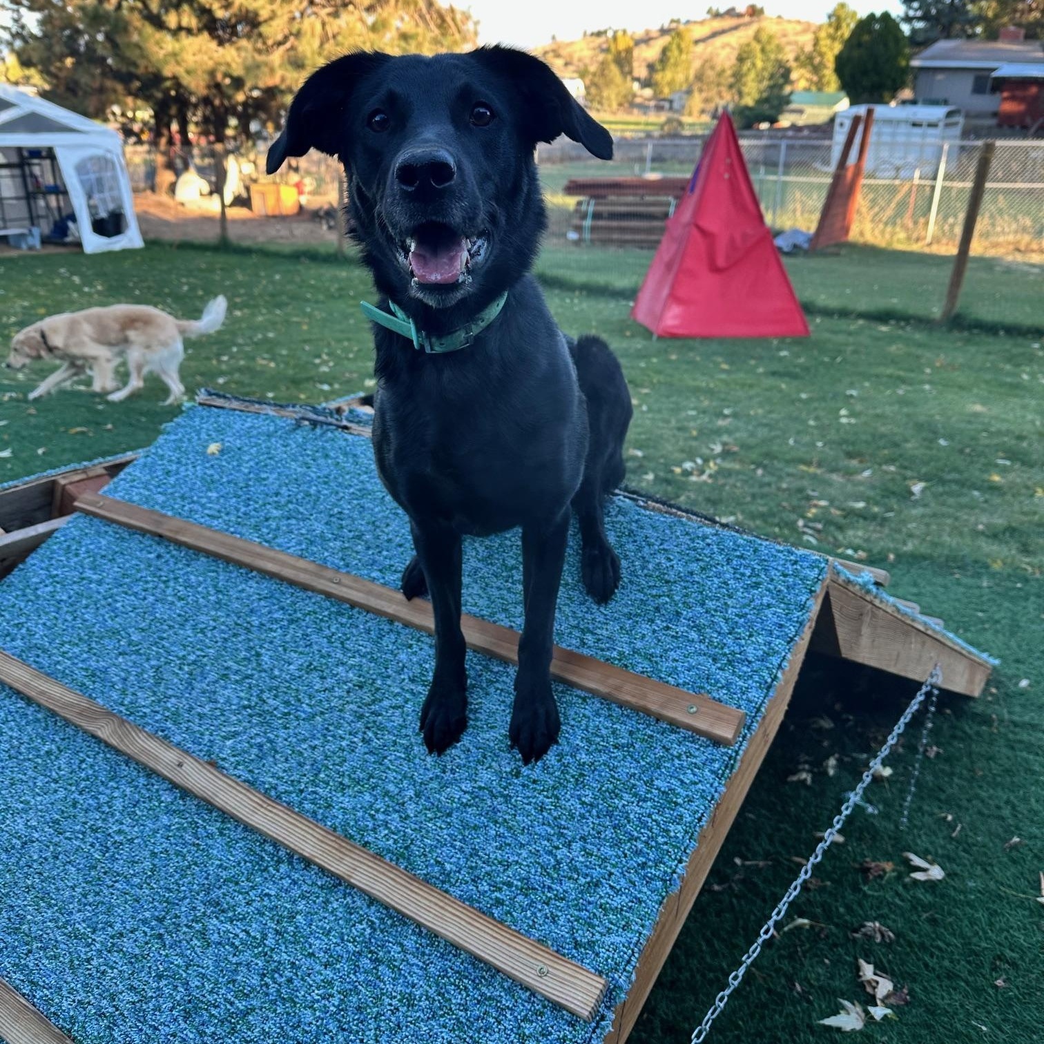 Lattie Da, an adoptable Border Collie, Labrador Retriever in Bend, OR, 97702 | Photo Image 2