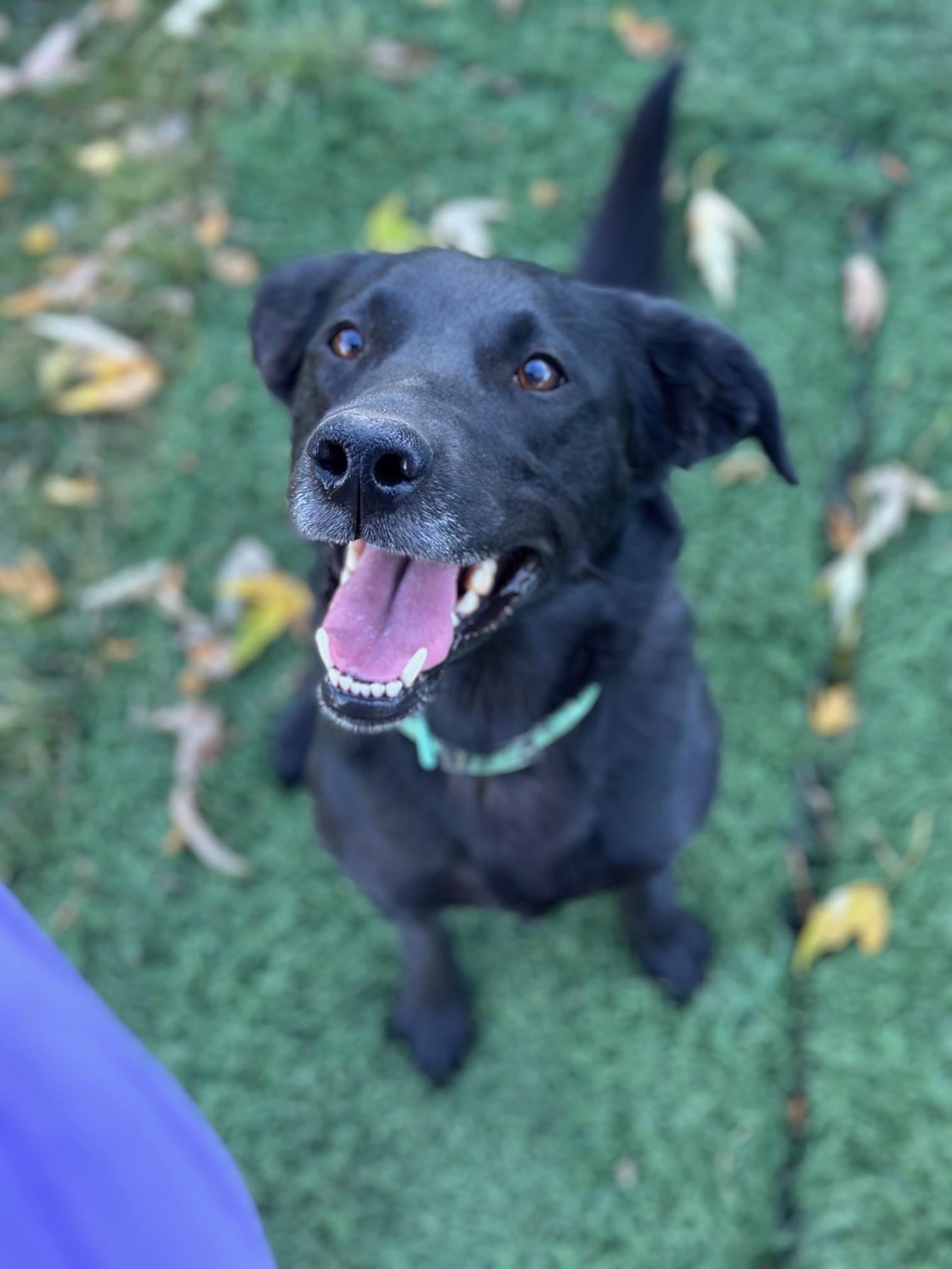 Lattie Da, an adoptable Border Collie, Labrador Retriever in Bend, OR, 97702 | Photo Image 3