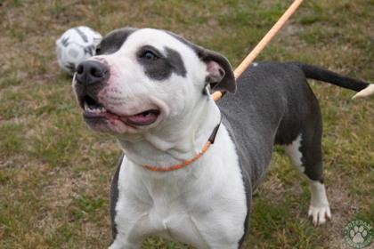 Enlarge Blueberry, a ADOPTABLE mixed breed in Potsdam, NY image 1/1