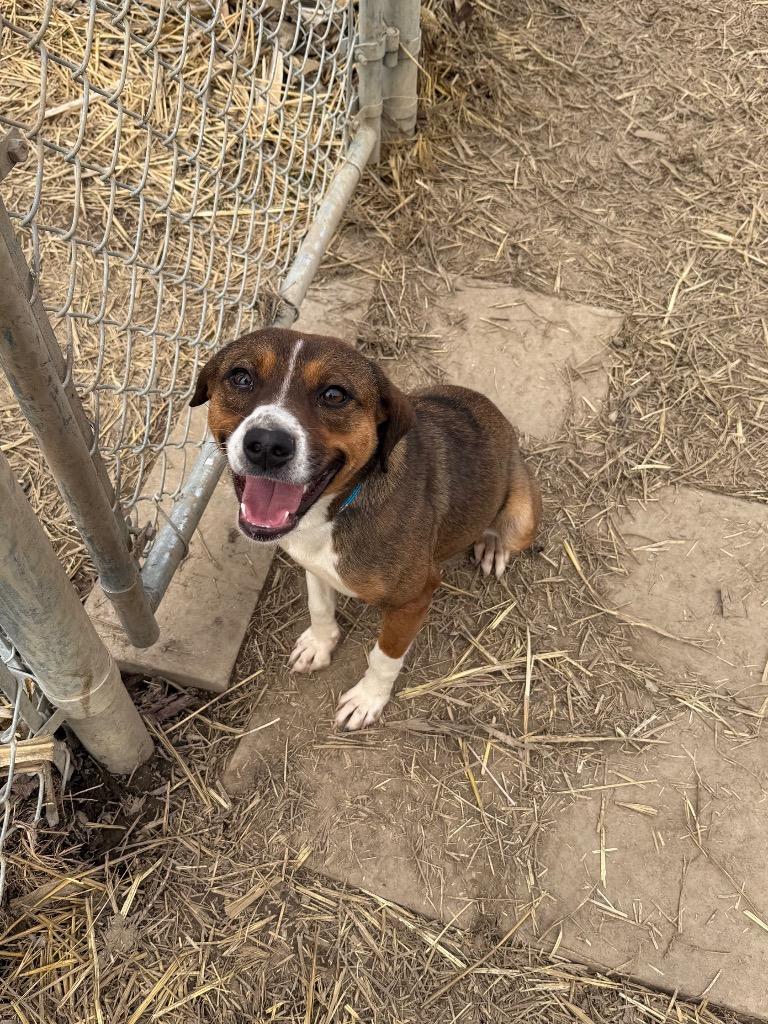 Enlarge Sasha, a Adoptable mixed breed in Marion, OH image 1/1