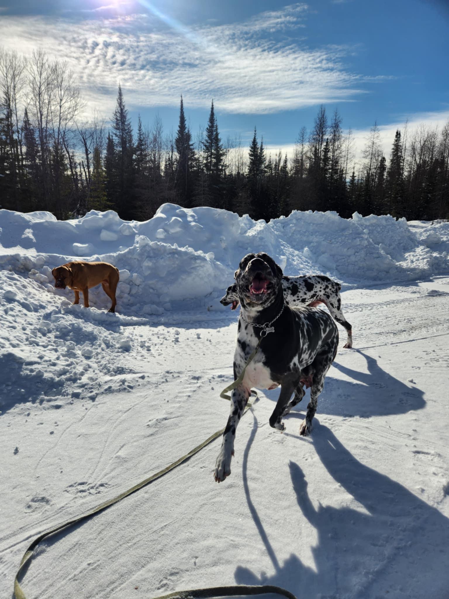 Enlarge Nora, a Adopted mixed breed in Hornepayne, ON image 1/6
