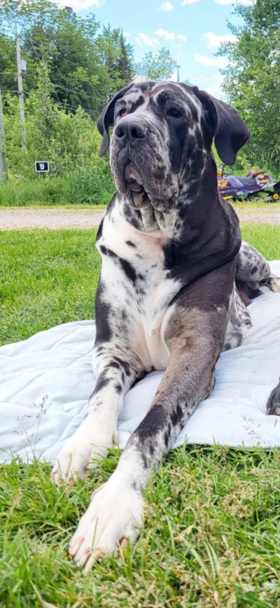 Enlarge Nora, a Adopted mixed breed in Hornepayne, ON image 2/6