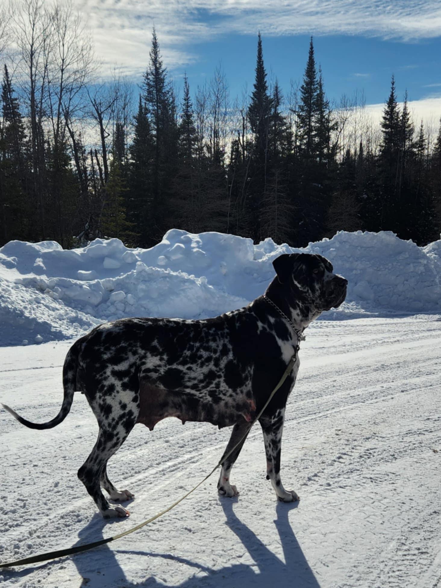 Enlarge Nora, a Adopted mixed breed in Hornepayne, ON image 3/6
