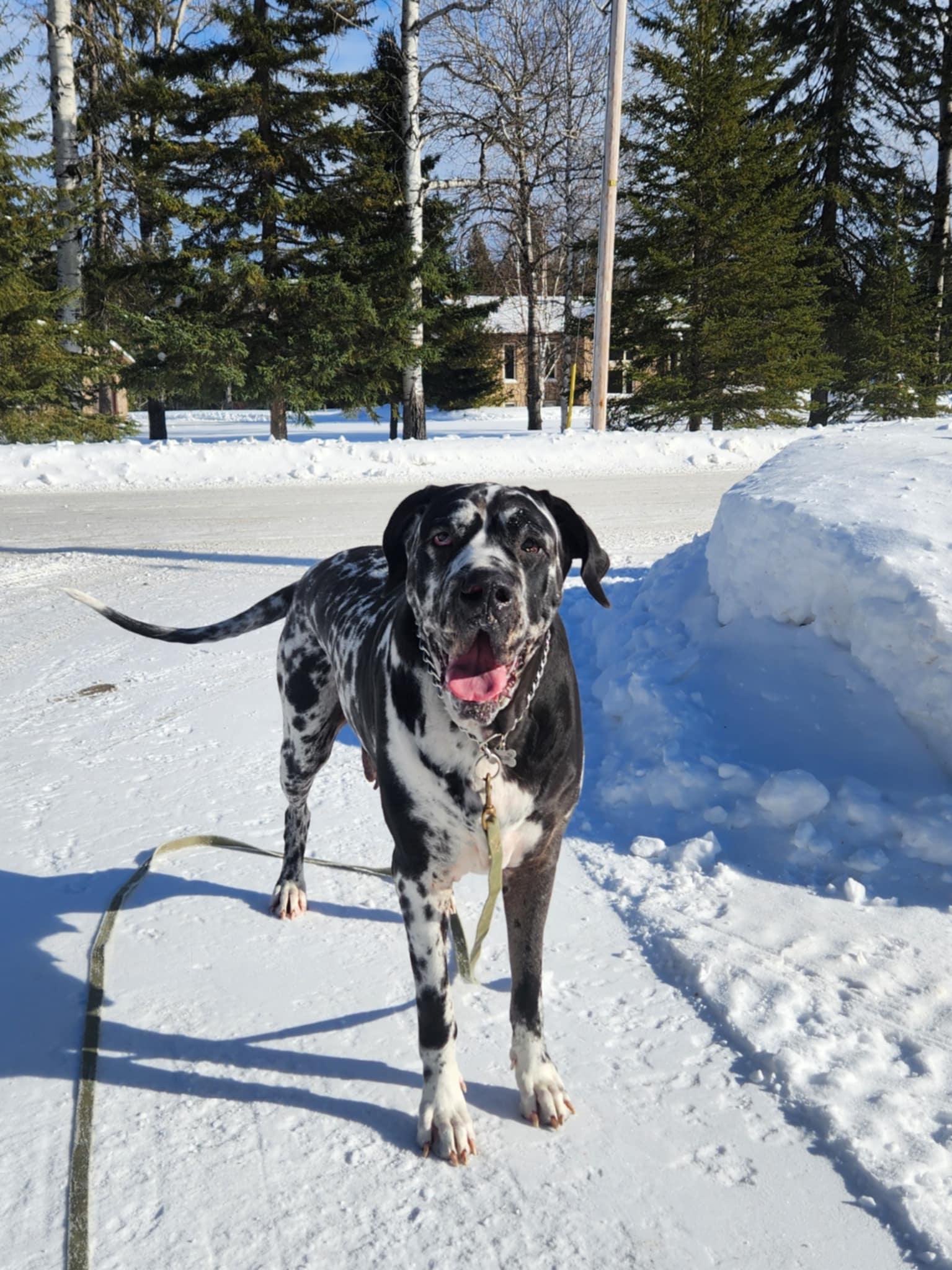 Enlarge Nora, a Adopted mixed breed in Hornepayne, ON image 4/6