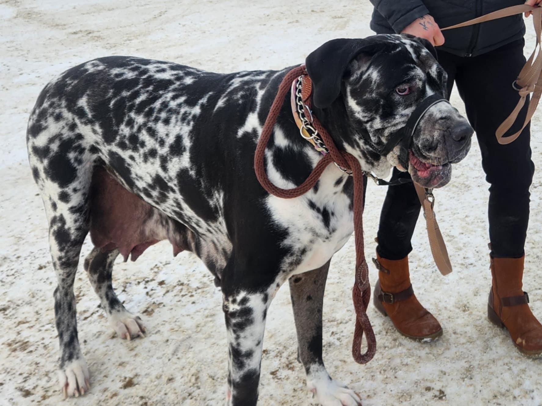 Enlarge Nora, a Adopted mixed breed in Hornepayne, ON image 5/6