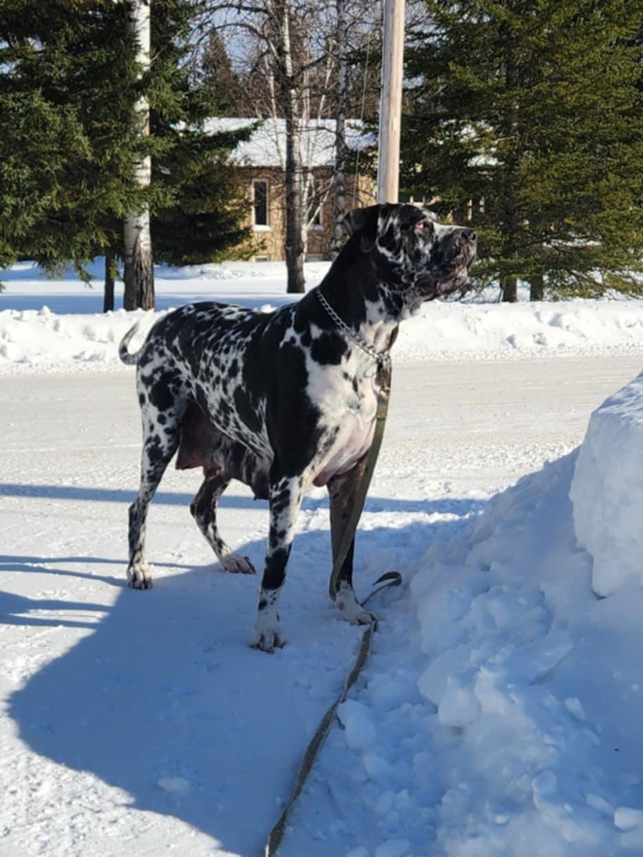 Enlarge Nora, a Adopted mixed breed in Hornepayne, ON image 6/6