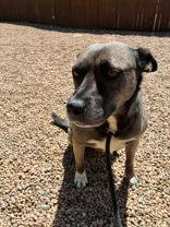 Nola, Adoptable, Adult Female Australian Cattle Dog / Blue Heeler.