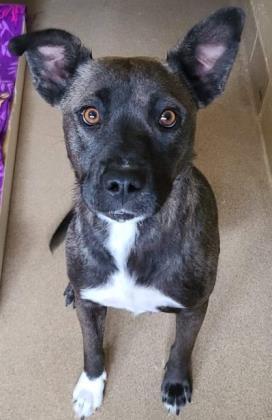 Enlarge Nola, a Adoptable mixed breed in Canon City, CO image 2/2