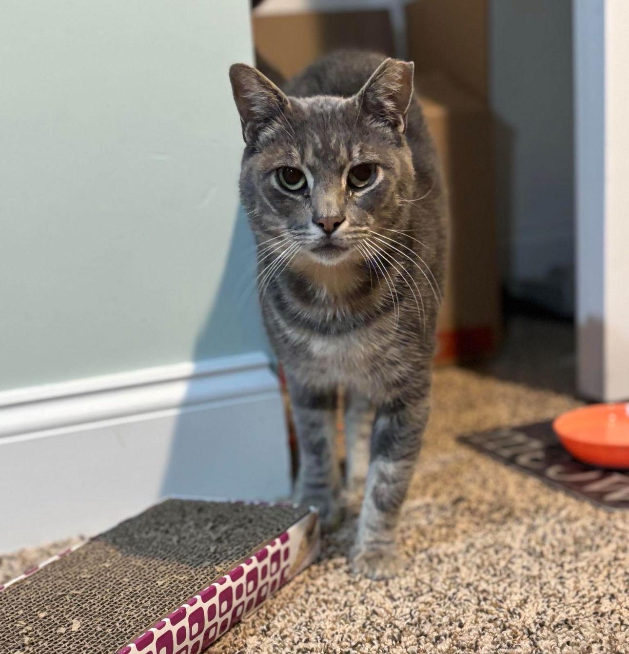 Enlarge Mustard, a Adoptable Domestic Short Hair in Woodbury, NJ image 1/2