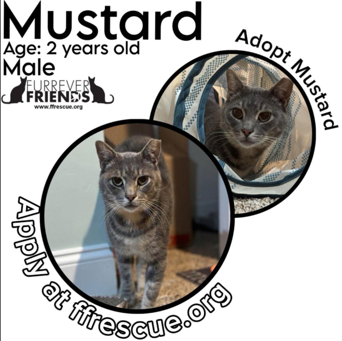 Enlarge Mustard, a Adoptable Domestic Short Hair in Woodbury, NJ image 2/2