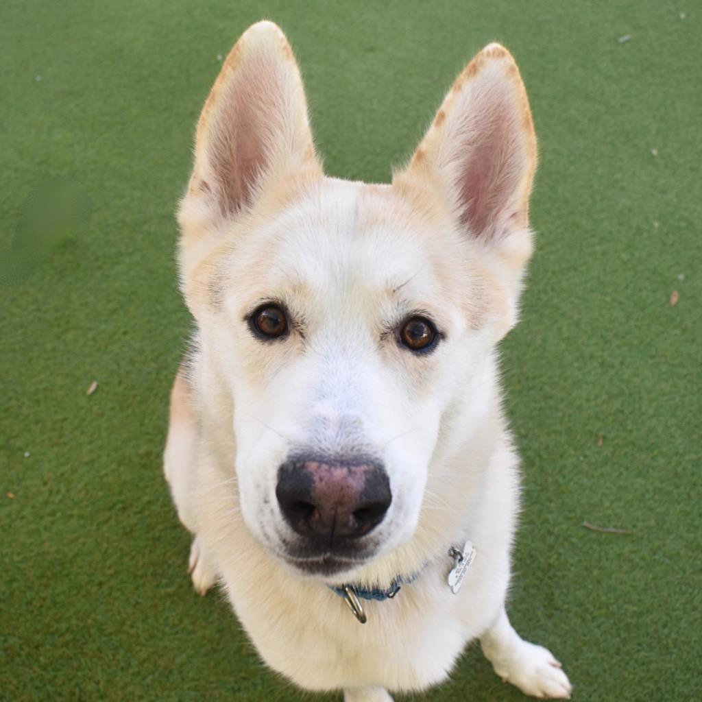 Bolt, Adoptable, Young Male Siberian Husky.