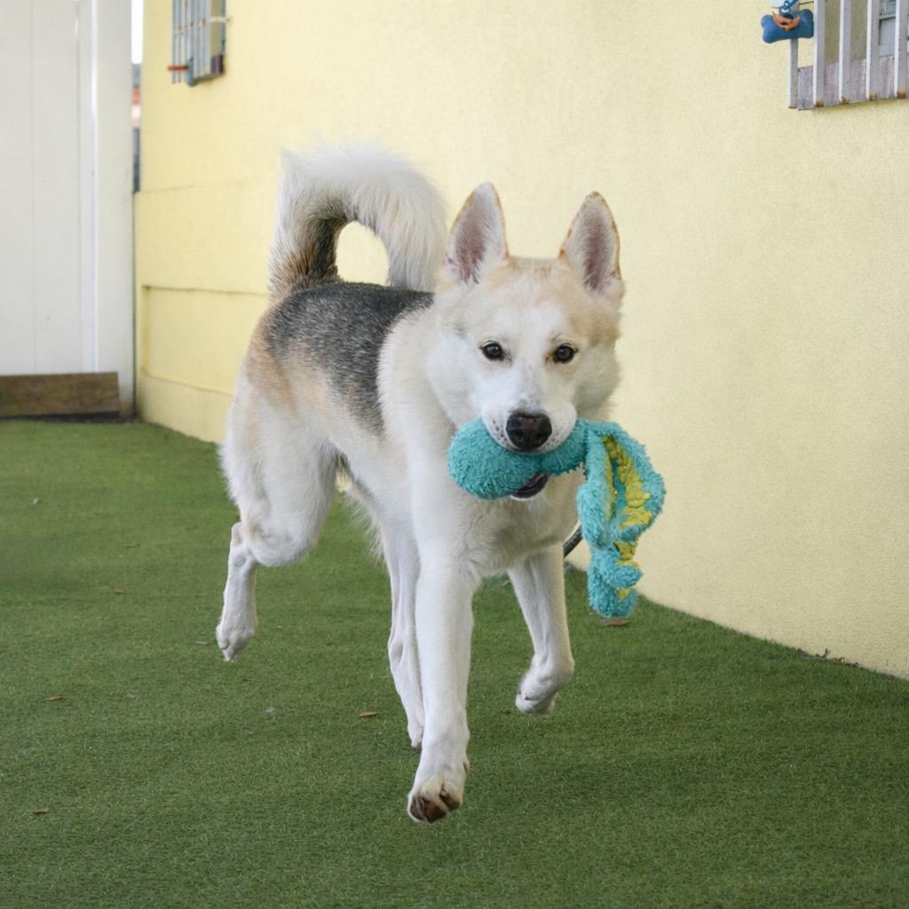 Bolt, a Adoptable mixed breed in Saint Petersburg, FL image 2/4