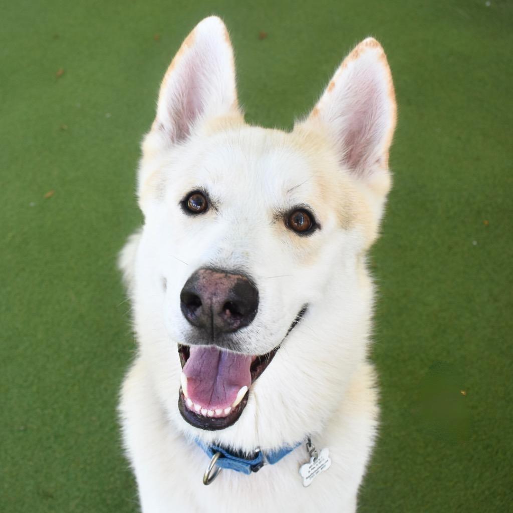 Bolt, a Adoptable mixed breed in Saint Petersburg, FL image 3/4