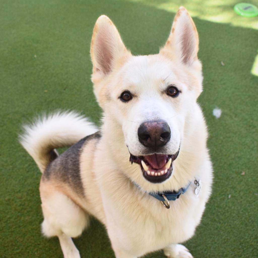 Bolt, a Adoptable mixed breed in Saint Petersburg, FL image 4/4