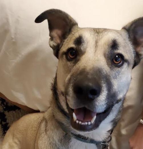 Arlo, a Adoptable mixed breed in Sunnyvale, CA image 2/4