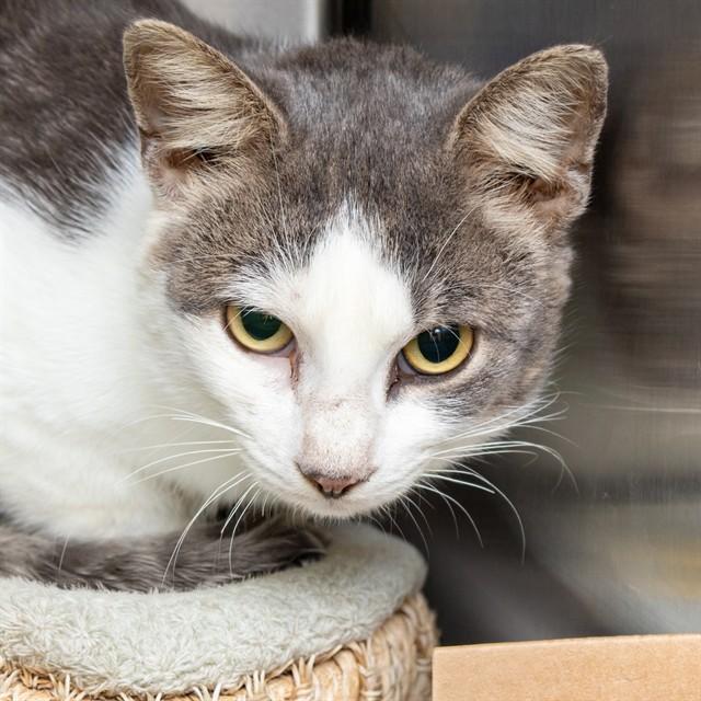 WHISKEY, Adoptable, Young Male Domestic Short Hair.