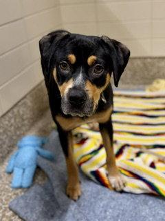 Enlarge ELEANOR, a Adoptable Black and Tan Coonhound in Clyde, NC image 1/1