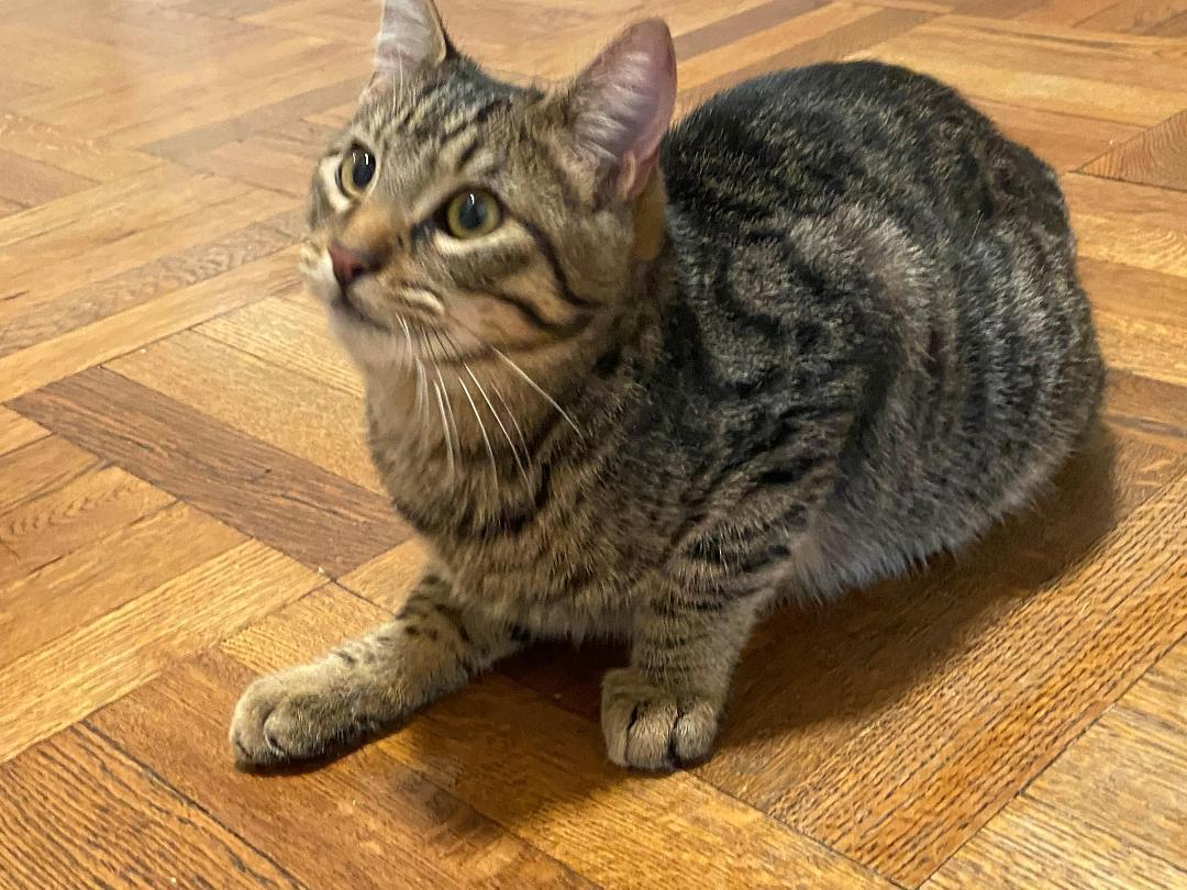 Enlarge Cheeto, a Adoptable Domestic Short Hair in Oceanside, CA image 2/6