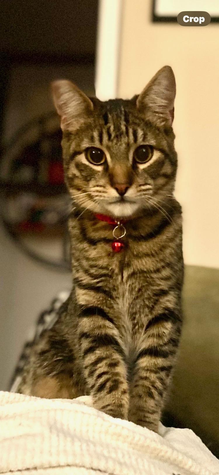 Cheeto, Adoptable, Kitten Male Domestic Short Hair.