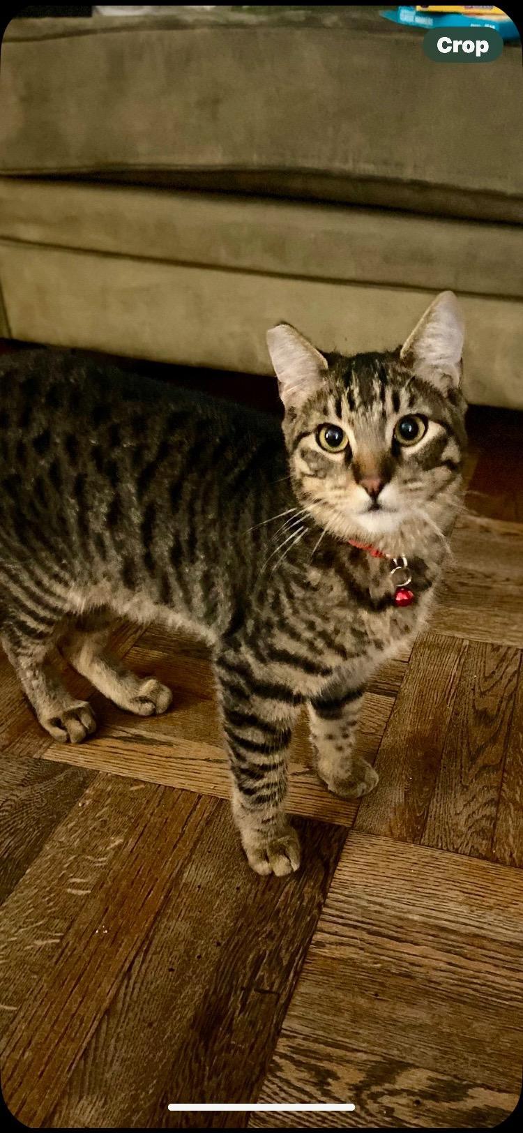 Enlarge Cheeto, a Adoptable Domestic Short Hair in Oceanside, CA image 4/6