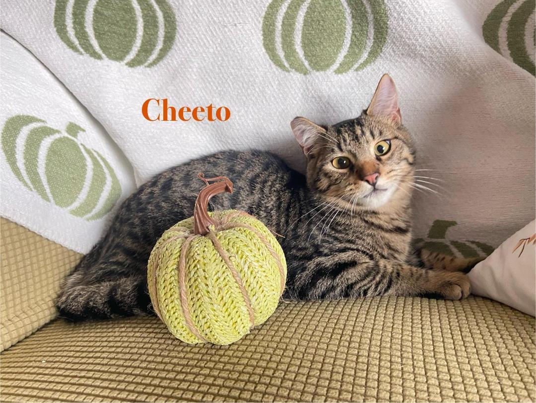 Enlarge Cheeto, a Adoptable Domestic Short Hair in Oceanside, CA image 5/6