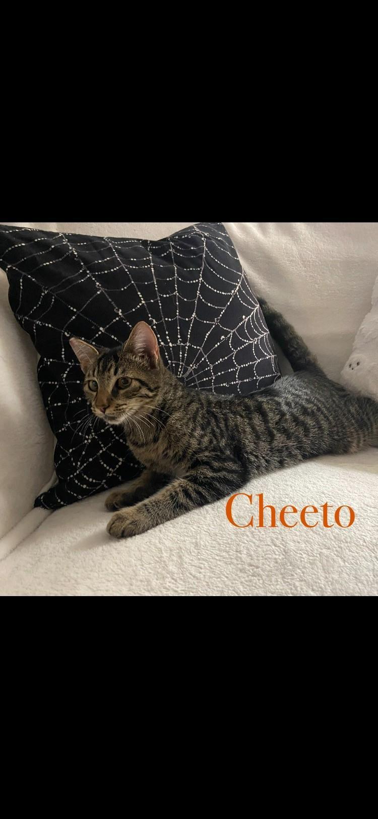 Enlarge Cheeto, a Adoptable Domestic Short Hair in Oceanside, CA image 6/6